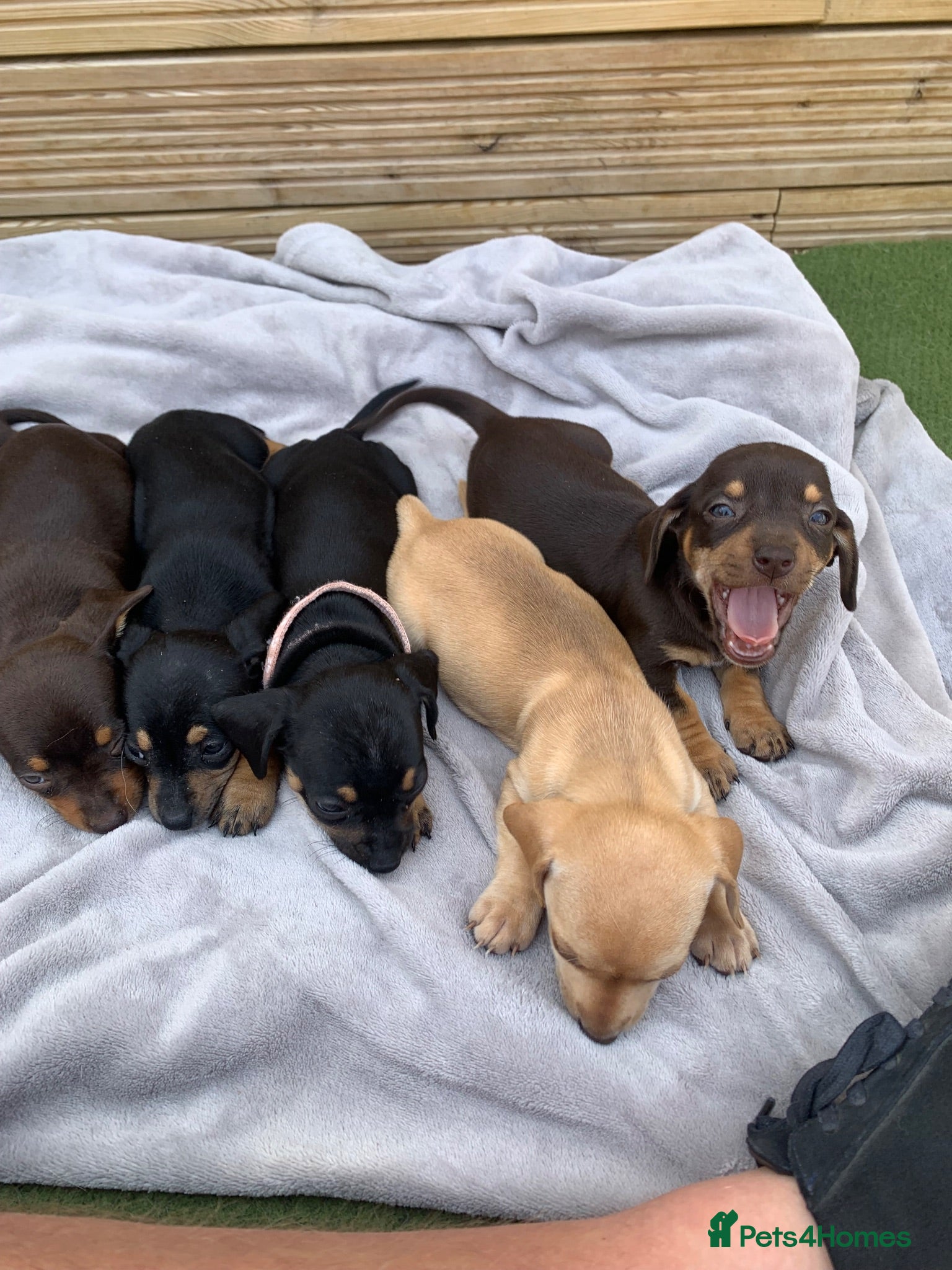 Dachshund dogs DACHSHUND PUPPIES READY 30TH AUGUST S - Advert 3