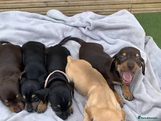 Dachshund dogs DACHSHUND PUPPIES READY 30TH AUGUST S - Advert 3