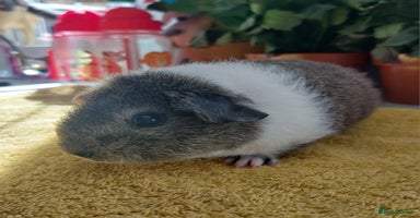 Guinea Pig rodents - Advert 16