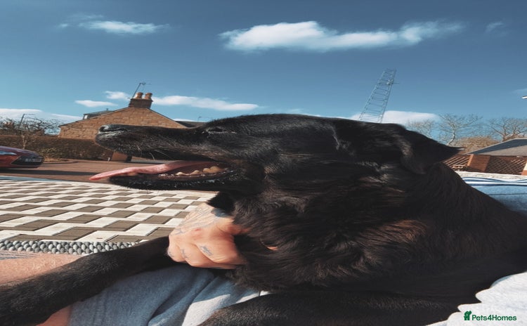 Rottweiler dogs - Advert 6