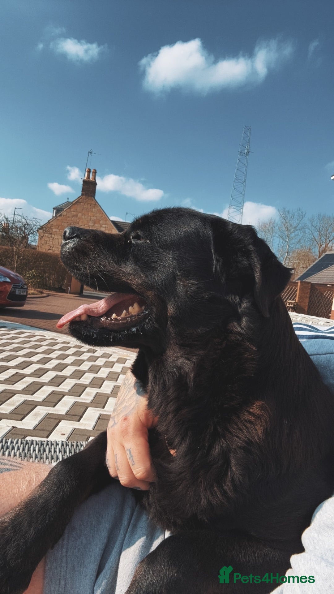 Rottweiler dogs for sale: Sasha.  - Image 1