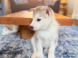 Siberian Husky dogs ** READY ** Fluffy Siberian Husky Puppies. - Advert 2