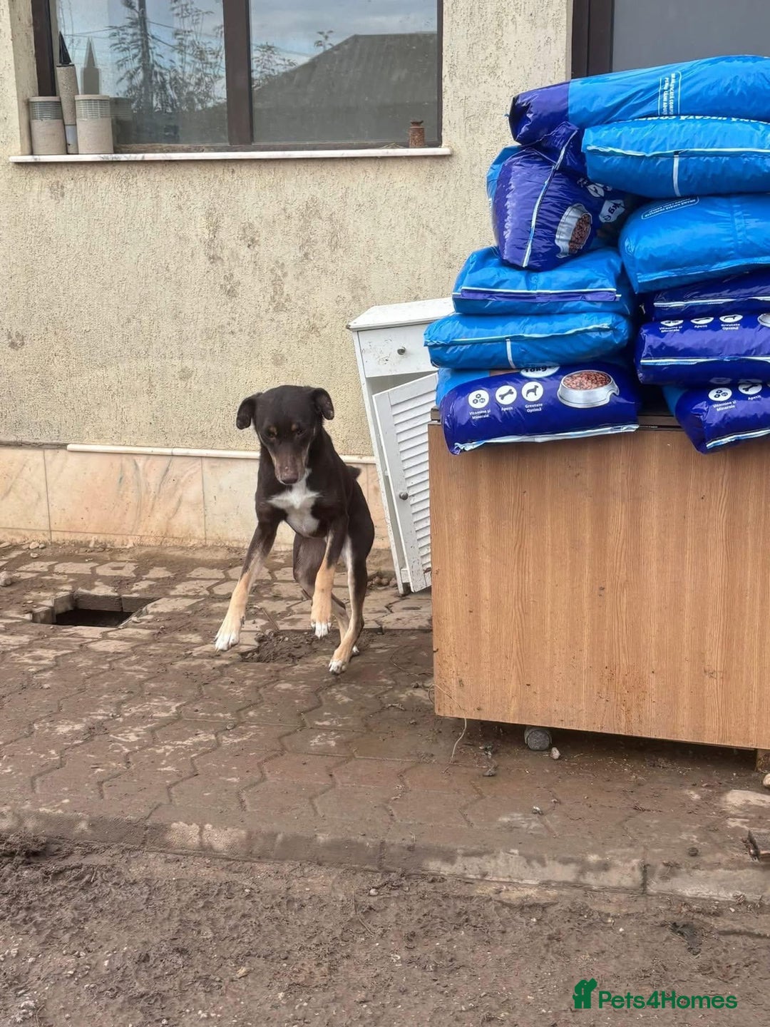 Mixed Breed dogs for adoption: Dobby - Norwich Norfolk  - Advert 6