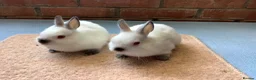 Netherland Dwarf rabbits for sale: Himalayan Netherland Dwarfs - Advert 1