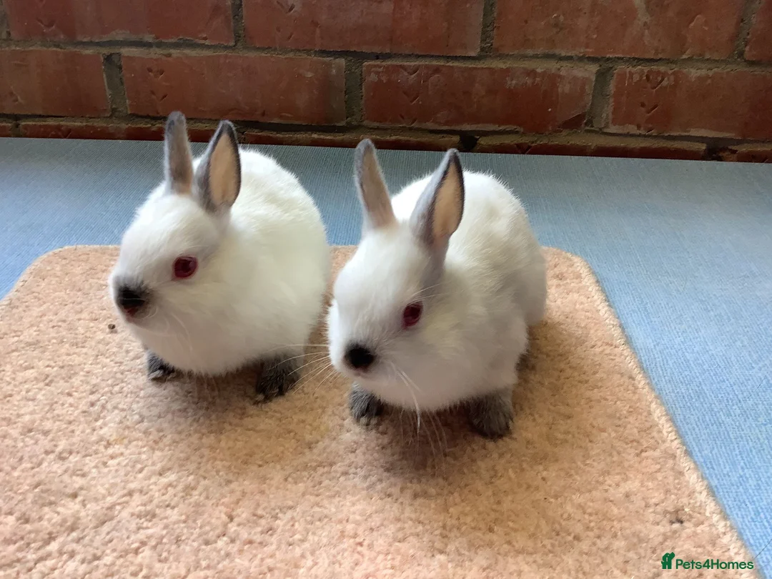 Netherland Dwarf rabbits for sale: Himalayan Netherland Dwarfs - Advert 1