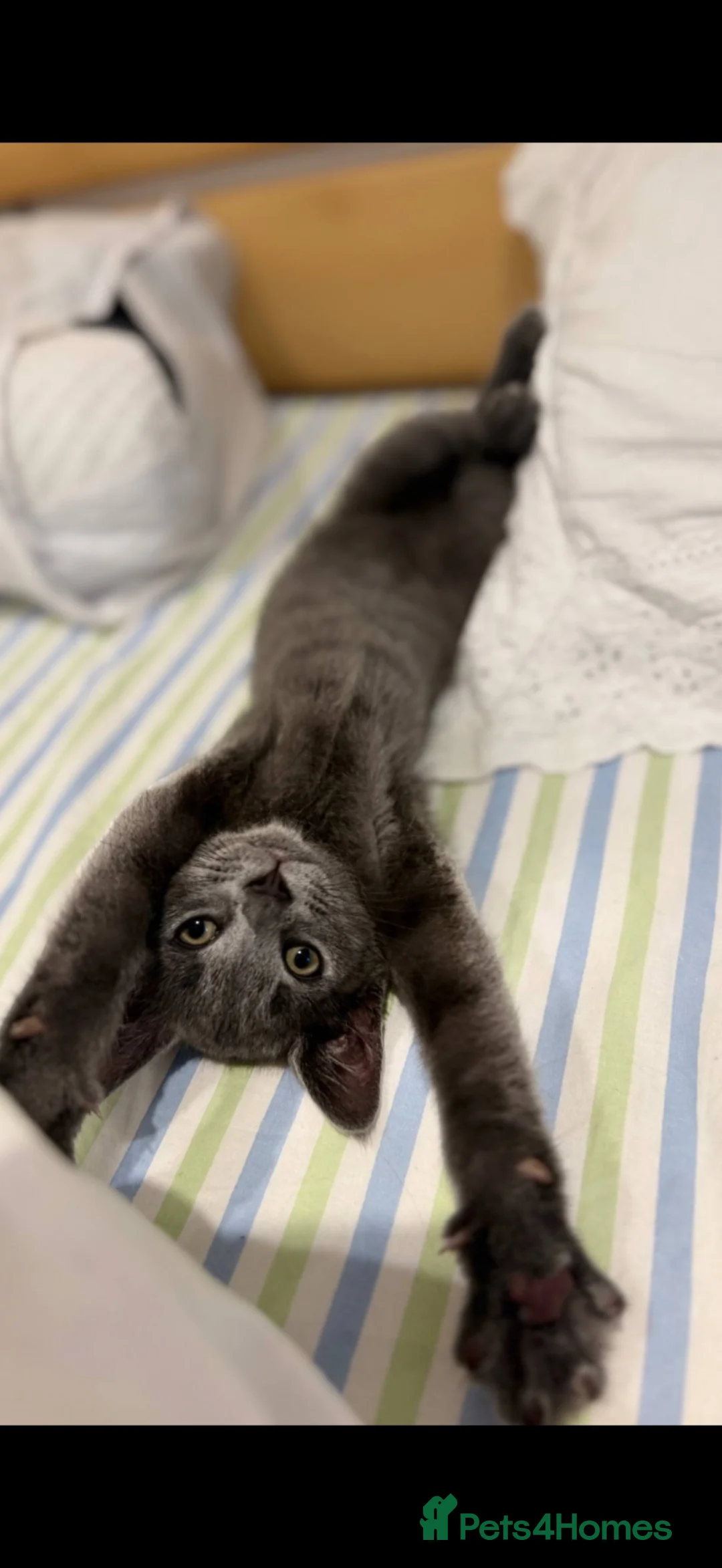 British Shorthair cats for sale:  Beautiful British Shorthair Kitten  in Stevenage - Advert 2