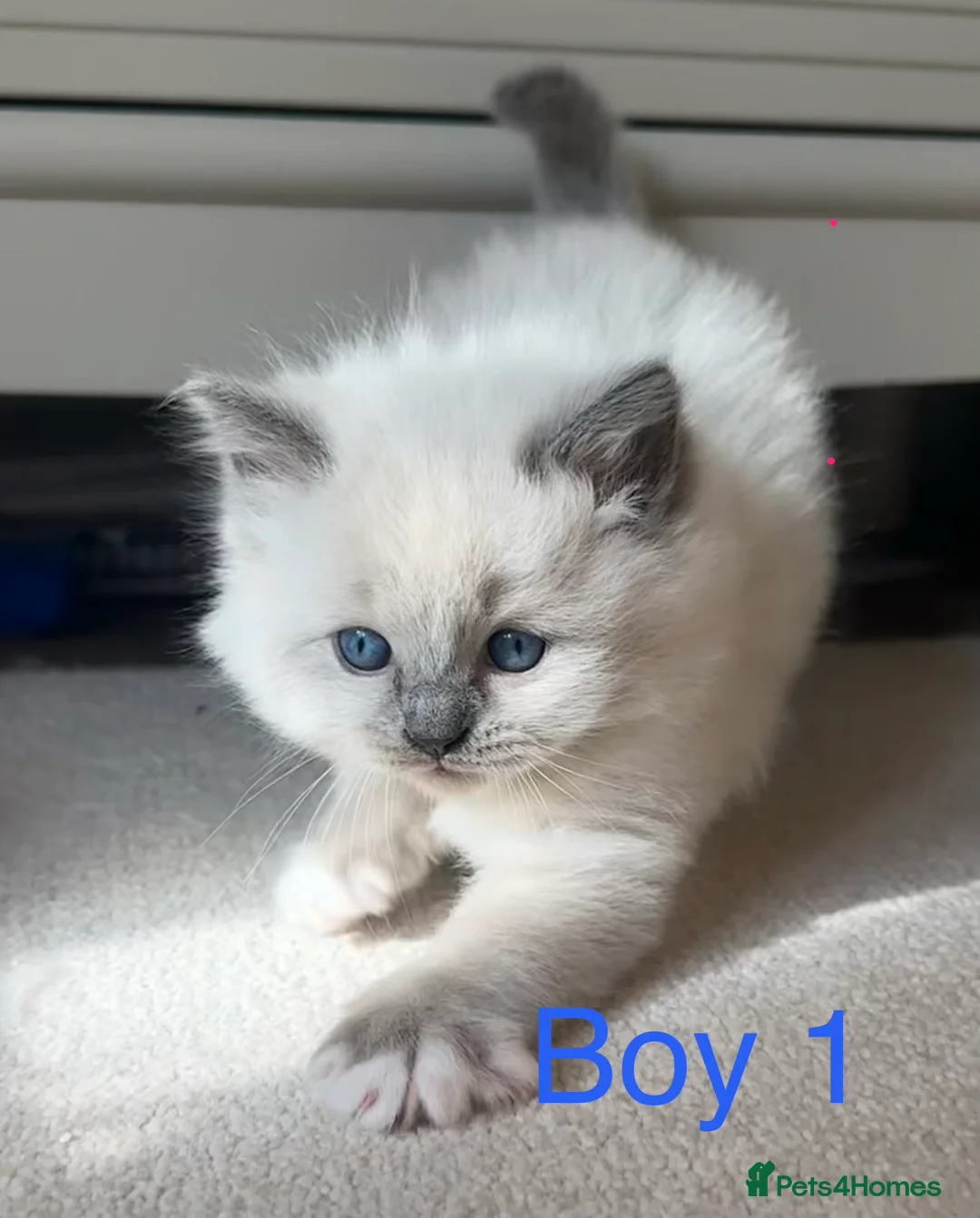Ragdoll cats for sale: Beautiful Ragdoll kittens for sale  - Advert 6