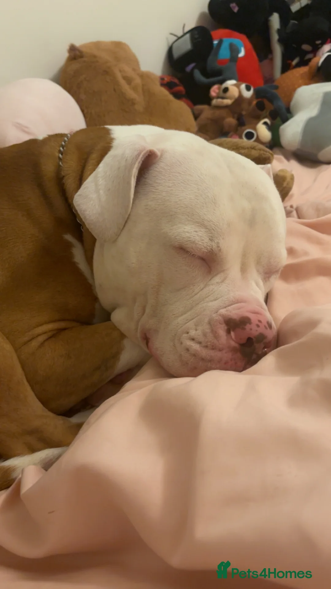 American Bulldog dogs for sale: American bulldog  - Advert 2