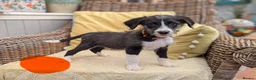 Bordoodle dogs for sale: Standard Bordoodle Puppies - Advert 6