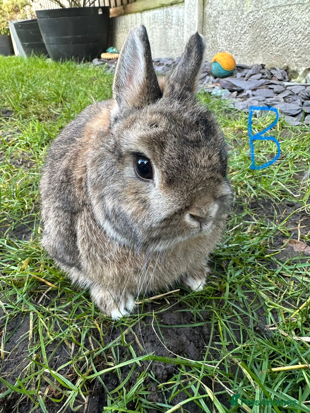 Netherland Dwarf rabbits for sale: Netherland Dwarf Rabbits for sale  - Advert 7