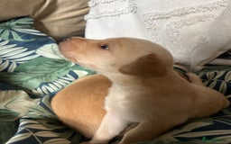 Cockerdor dogs for sale: Fox Red & Golden Labrador cross Cockerdor Puppies  - Image 17
