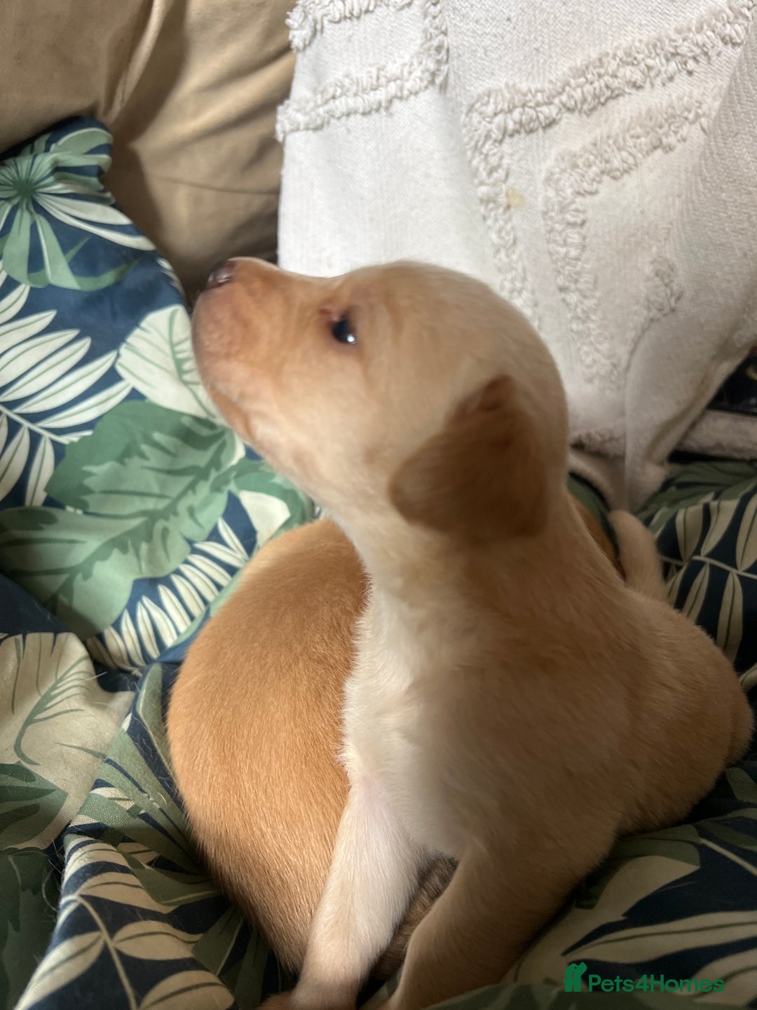 Cockerdor dogs for sale: Fox Red & Golden Labrador cross Cockerdor Puppies  - Image 17
