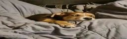 Mixed Breed dogs for sale: 1 year old Mixed Breed male - Advert 2