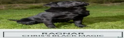 Labrador Retriever dogs for sale: Beautiful KC Black Labrador Puppies  - Advert 10