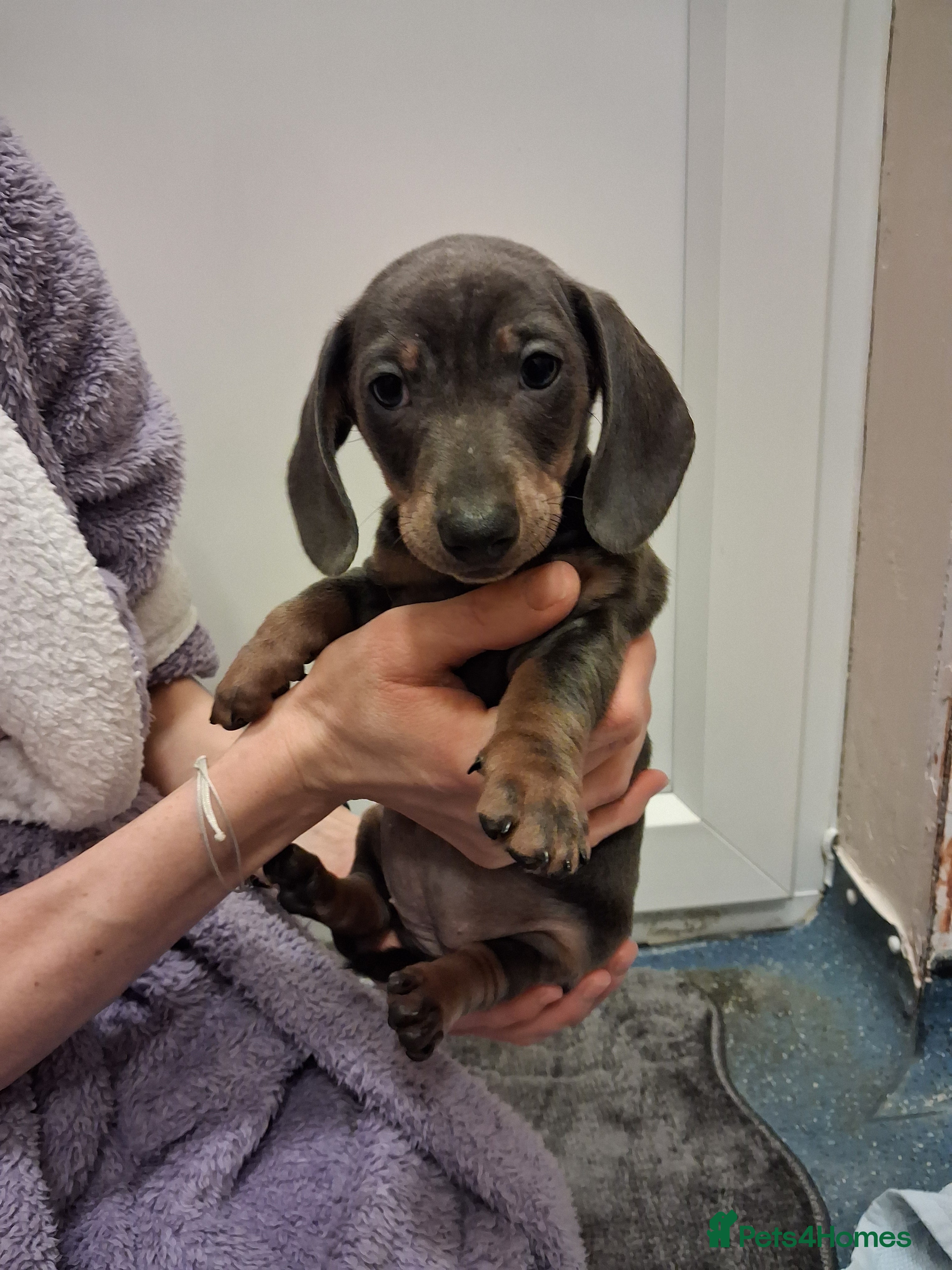 Dachshund dogs Miniature dashound - Advert 3