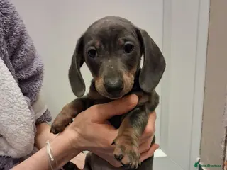 Dachshund dogs Miniature dashound - Advert 3