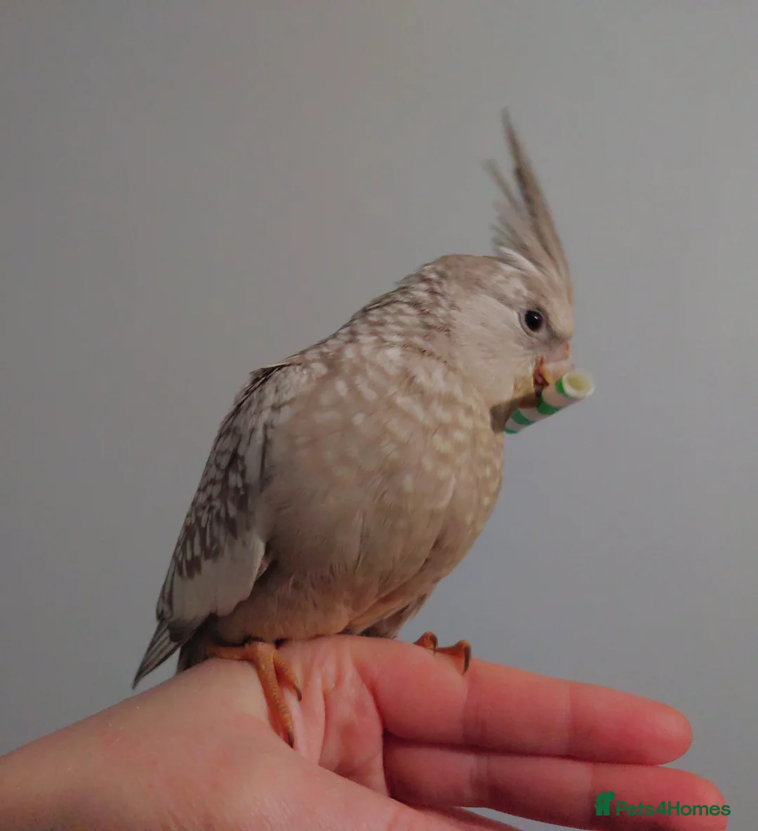 Cockatiels birds for sale: Hand reread silly tame DNA sexed baby cockatiels  - Advert 35