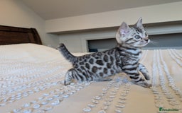 Bengal cats for sale: 🤍🩶🖤 Beautiful Bengal Kittens 🖤🩶🤍 - Image 24