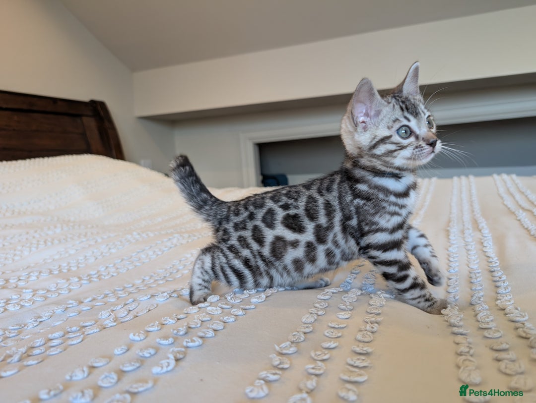 Bengal cats for sale: 🤍🩶🖤 Beautiful Bengal Kittens 🖤🩶🤍 - Image 24