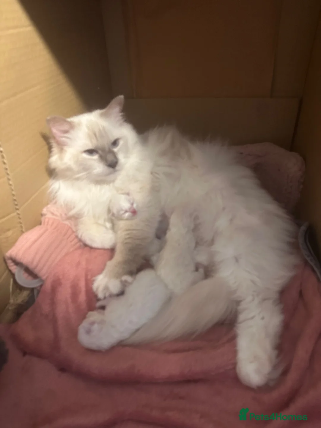 Ragdoll cats for sale: RAGDOLL BOY colour point chocolate pedigree in Birkenhead - Advert 19