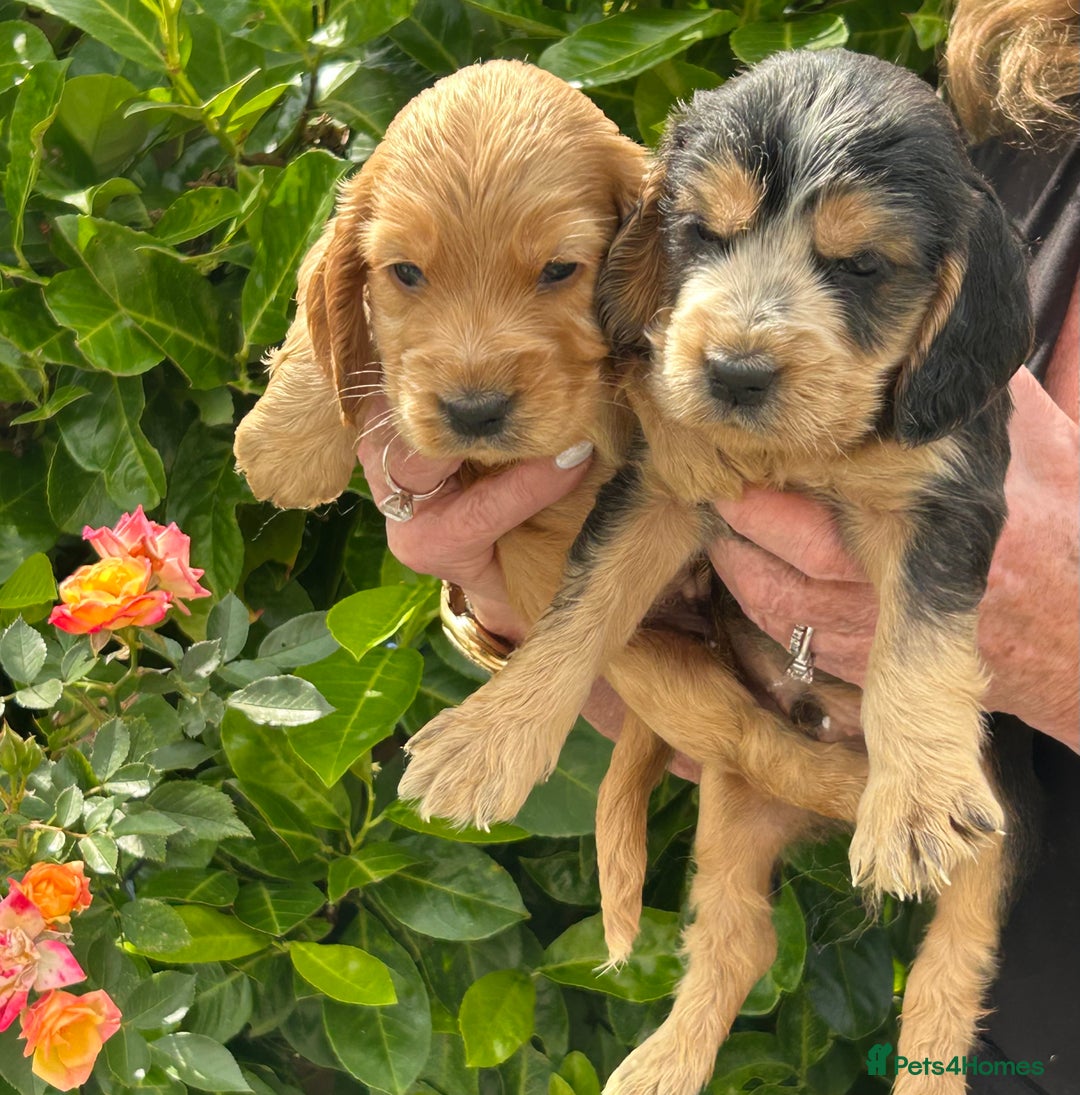 Cocker Spaniel dogs for sale: Kc registered beautiful show cocker puppies  - Image 17
