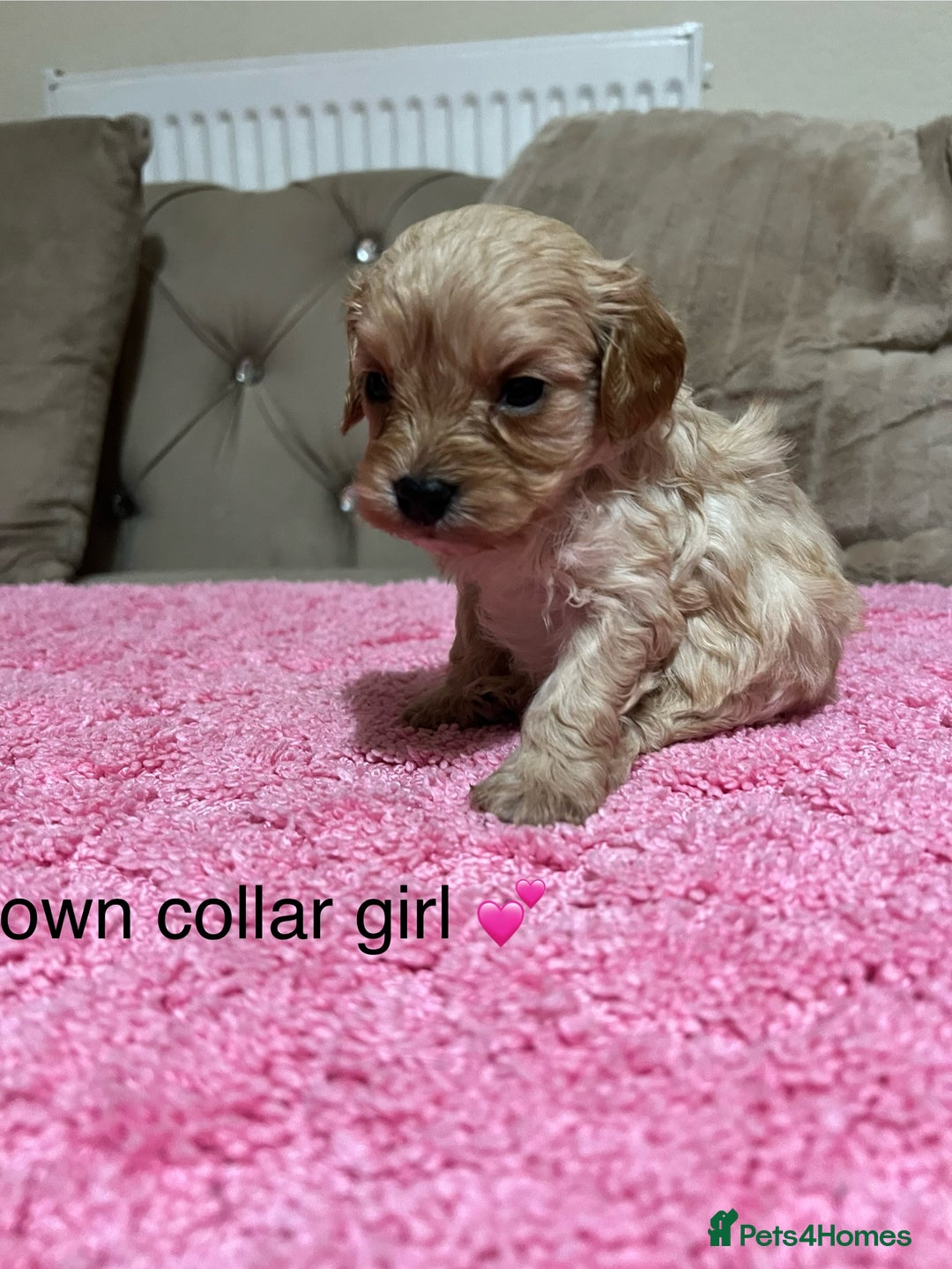 Cavapoo dogs for sale: Health tested cavapoos ready 16th February 🐶 - Advert 2