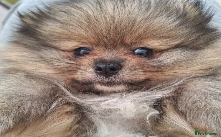 Pomeranian dogs - Advert 11
