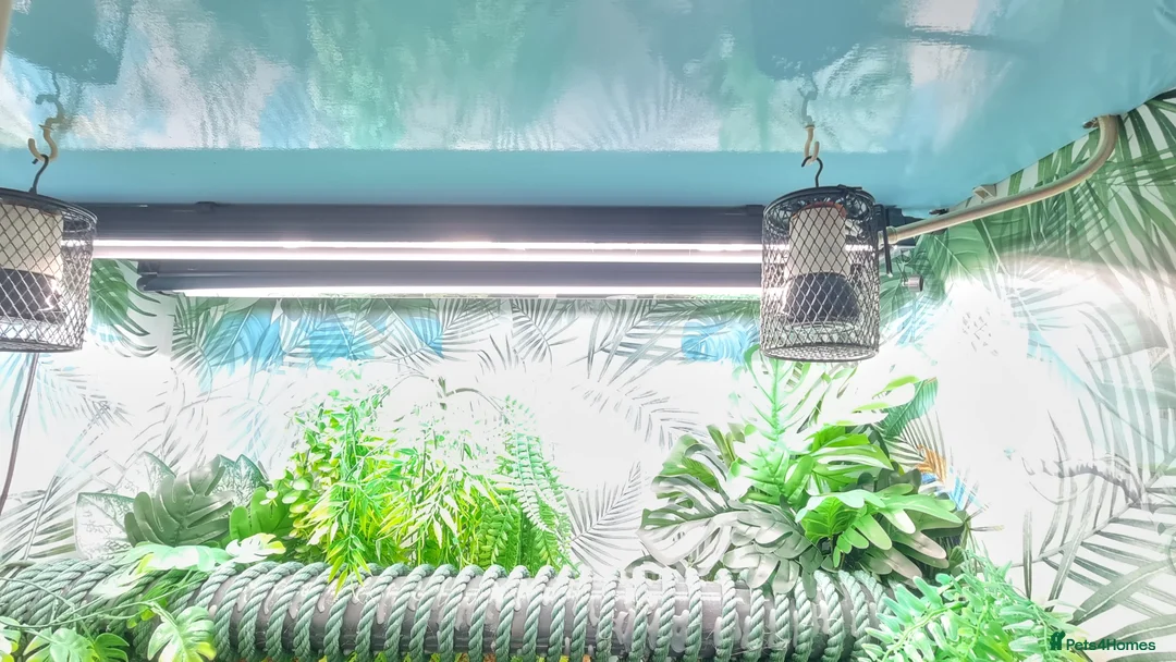 Lizard reptiles for sale: Female Chinese Water Dragon & Setup Free in Trowbridge - Advert 7