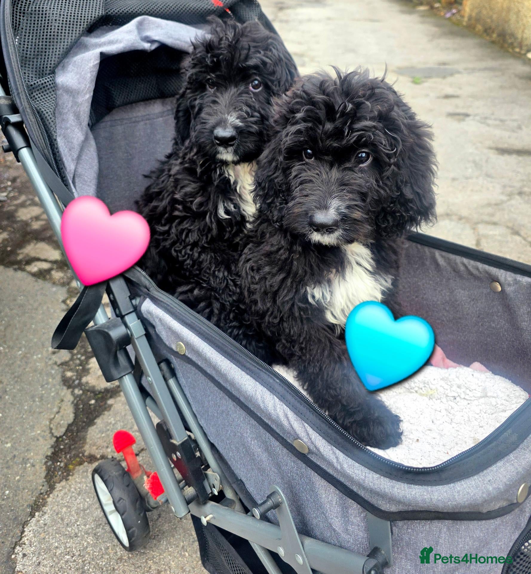 Bernedoodle dogs Top Quality BERNEDOODLE Puppies  - Advert 2