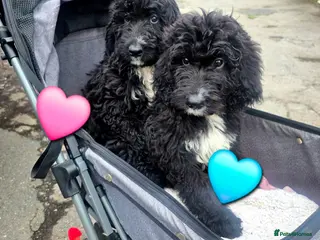 Bernedoodle dogs Top Quality BERNEDOODLE Puppies - Advert 2