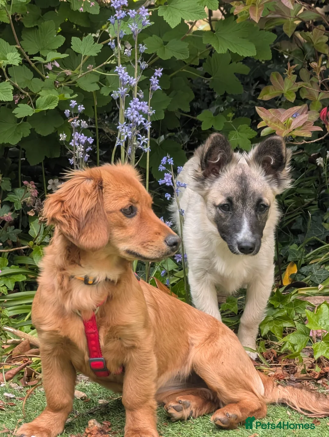 Mixed Breed dogs for adoption: ❤️CANDY & ESMERALDA❤️ TWO LITTLE DELICATE SOULS in Liverpool - Advert 2
