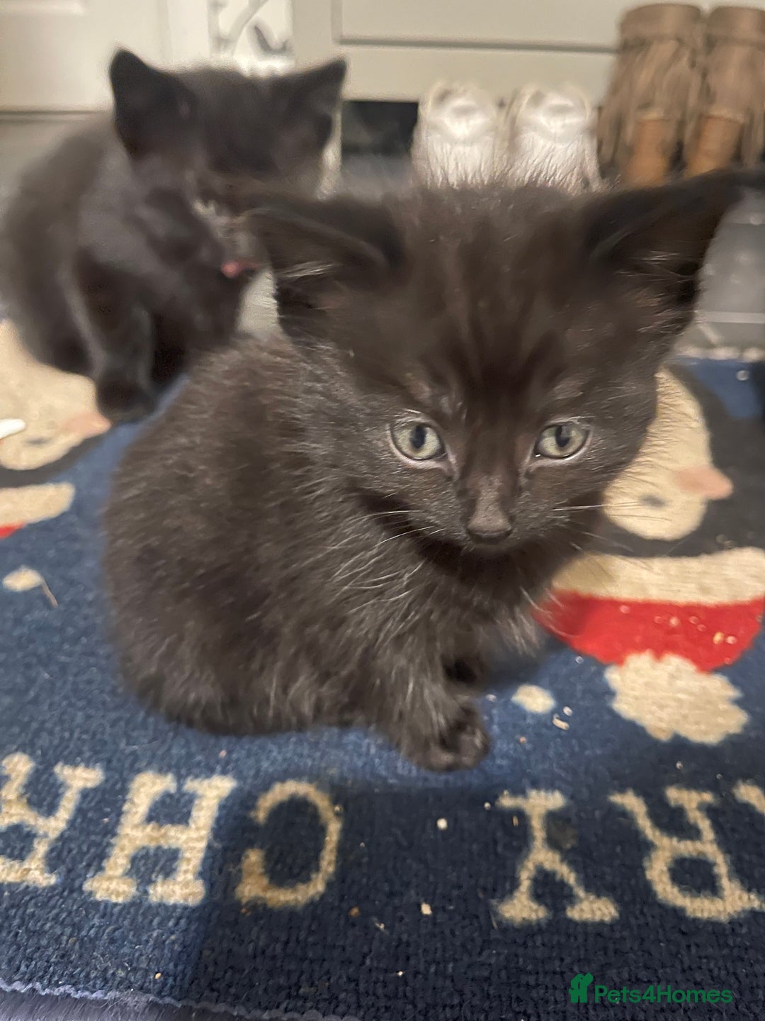 Mixed Breed cats for sale: Kittens ready for their new homes  - Advert 7