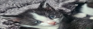Mixed Breed Kitten 2