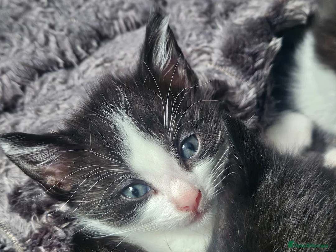 Mixed Breed cats for sale: 2 male kittens - long hair - Advert 4