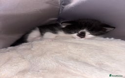 Exotic cats for sale: 1 Male 1 female in Tilbury - Image 4
