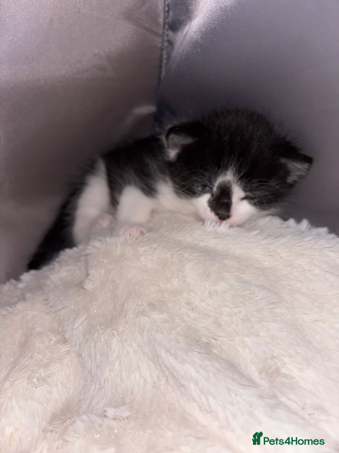 Exotic cats for sale: 1 Male 1 female in Tilbury - Image 4