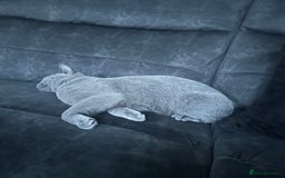 British Shorthair cats for sale: Cat for rehoming  - Image 6