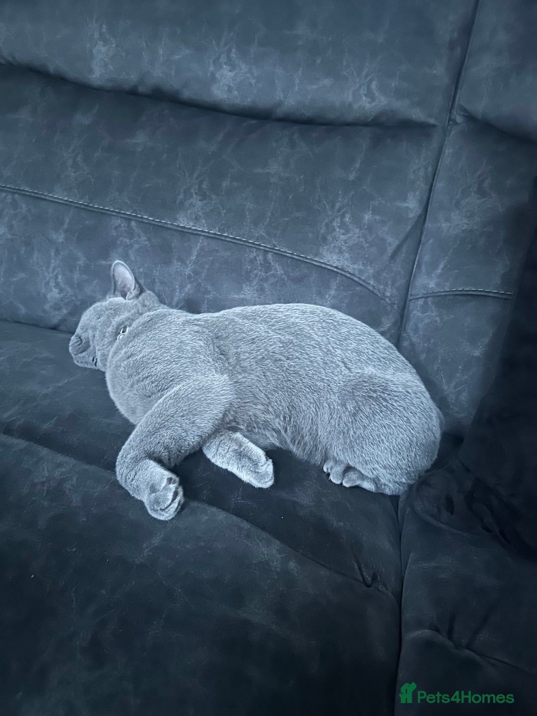 British Shorthair cats for sale: Cat for rehoming  - Image 6