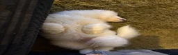 Samoyed dogs for sale: Tofu-Rose - Advert 9