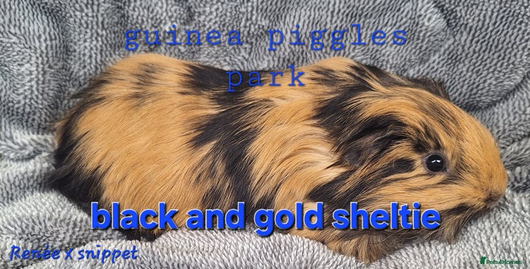 Guinea Pig rodents in Saltburn-by-the-Sea - Advert 11