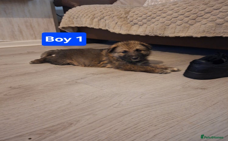 German Shepherd dogs German shepherd pups 🐶  - Advert 2