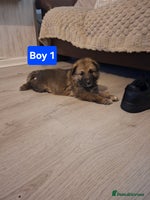 German Shepherd dogs - Advert 9