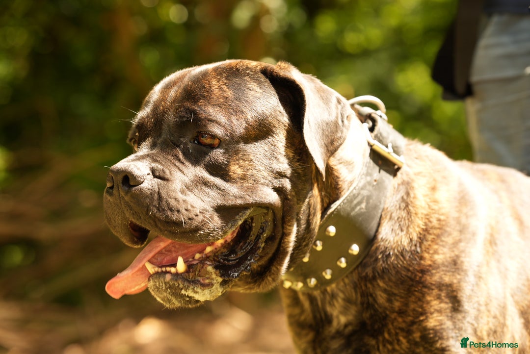 Cane Corso dogs for sale: Cane corso male - Image 4