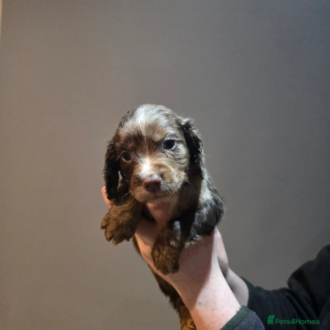 Cocker Spaniel dogs for sale: Cocker spaniel puppies for sale  - Advert 15