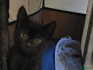 Domestic Shorthair cats - Advert 5