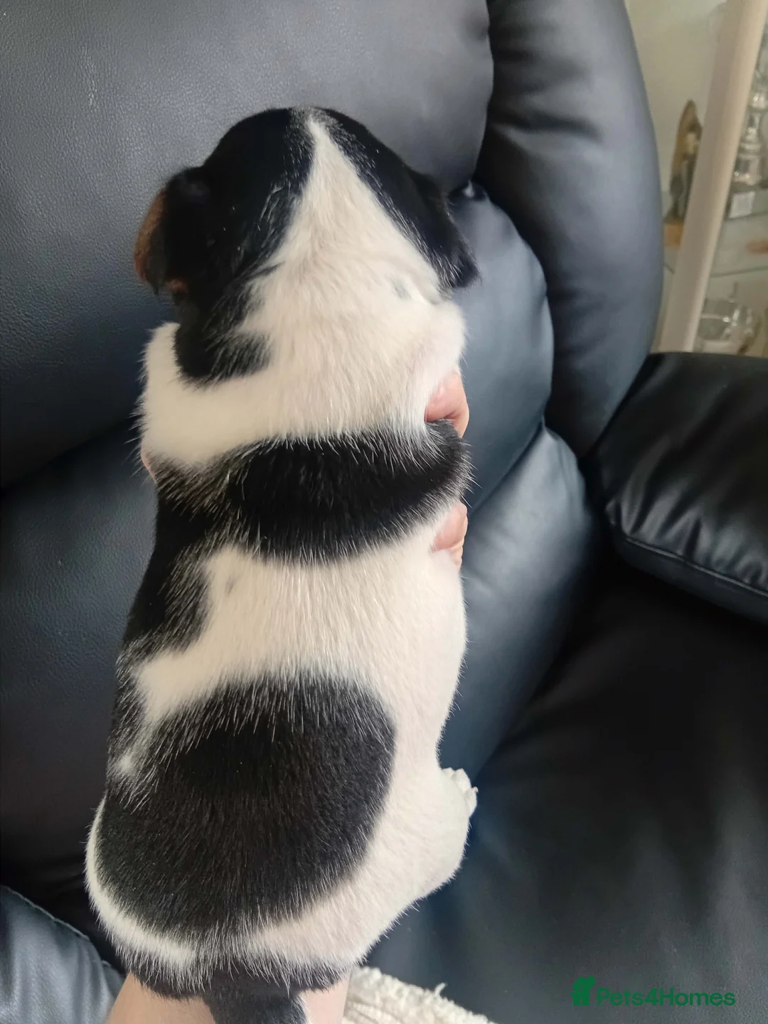 Jack Russell dogs for sale: Full pedigree jack russell pups  in Middlesbrough - Advert 25