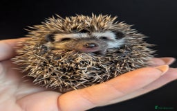 Pygmy Hedgehog rodents for sale: Gorgeous APH hedgehogs  - Image 4