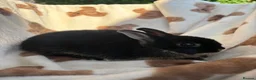 Netherland Dwarf rabbits for sale: Absolutely gorgeous young netherland dwarfs - Advert 4