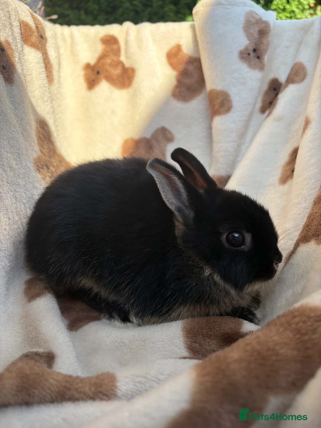 Netherland Dwarf rabbits for sale: Absolutely gorgeous young netherland dwarfs - Advert 4
