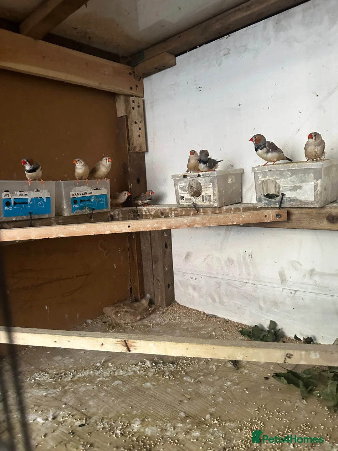 Mixed Breed birds for sale: Zebra finches  in Salford - Advert 3